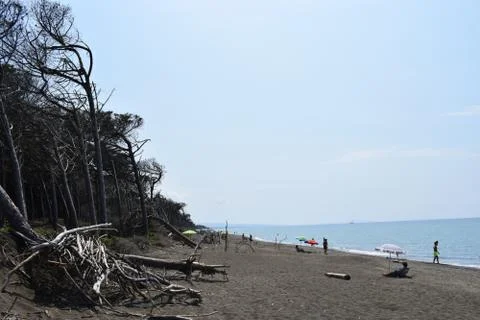 Pine trees and pinewood forest on the seaside, Beach and sea of Marina di Cec Foto stock