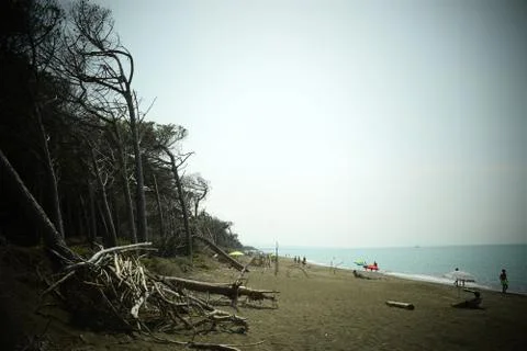 Pine trees and pinewood forest on the seaside, Beach and sea of Marina di Cec Foto stock