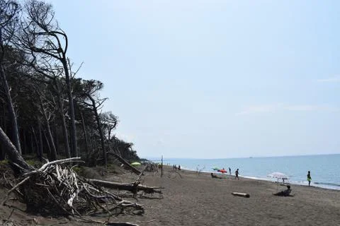 Pine trees and pinewood forest on the seaside, Beach and sea of Marina di Cec Stock Photos
