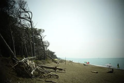 Pine trees and pinewood forest on the seaside, Beach and sea of Marina di Cec Stock Photos