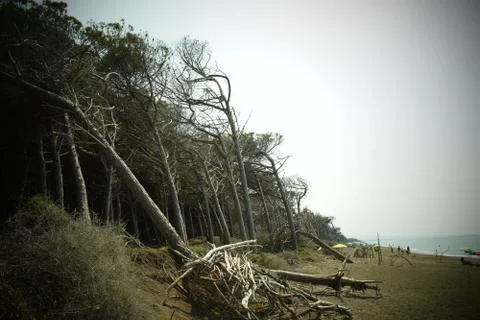 Pine trees and pinewood forest on the seaside, Beach and sea of Marina di Cec Stock Photos