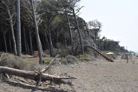 Pine trees and pinewood forest on the seaside, Beach and sea of Marina di Cec Stock Photos