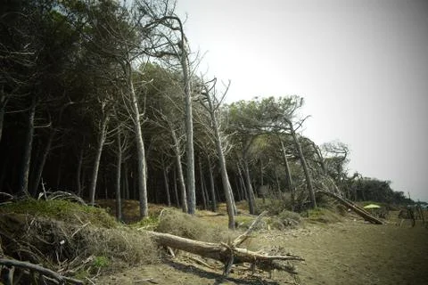 Pine trees and pinewood forest on the seaside, Beach and sea of Marina di Cec Stock Photos
