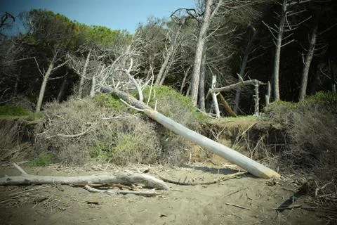 Pine trees and pinewood forest on the seaside, Beach and sea of Marina di Cec Stock Photos
