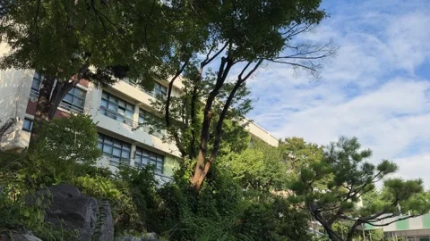 Pine Trees and Rock Garden Under Moving Clouds on Green Campus 스톡 동영상 342738488