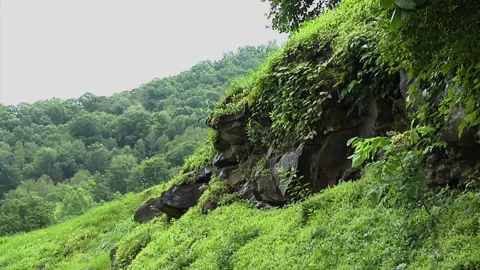 Pine trees and rock outcropping Stock Footage 169002866