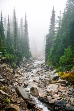 Pine trees and rock river inside Mount Rainier covered by mist in winter. Stock Photos