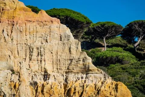 Pine trees and sand layers against blue sky Stock Photos