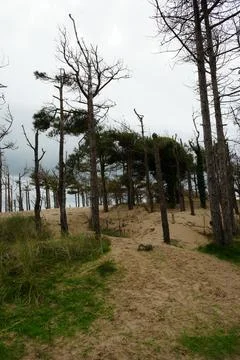 Pine Trees And Sandy Dunes, Llanddwyn Beach, Anglesey, North Wales. Stock Photos