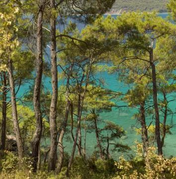 Pine trees and the sea Stock Photos
