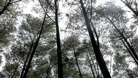 Pine trees and sky, driving point of view Stock Footage 111635898