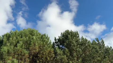 Pine trees and  sky. Video stock 320419339