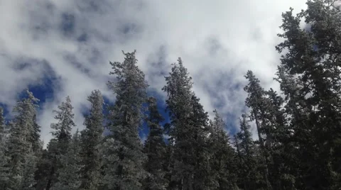 Pine trees and sky pan Video stock 40544978