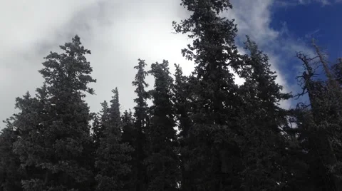Pine trees and sky pan Stock Footage 40545002