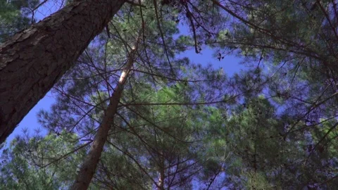 Pine trees and sky slider Stock Footage 109483310