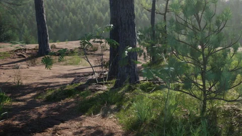 Pine Trees and Small Plants Growing in a Forest During Daytime Stock Footage 348110423