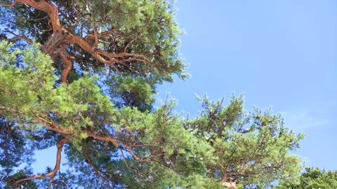 Pine trees and snow falling from the branches, panning Stock Footage 320328103