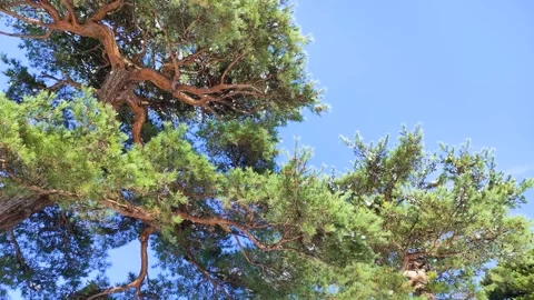 Pine trees and snow falling from the branches in a park Stock Footage 321622697
