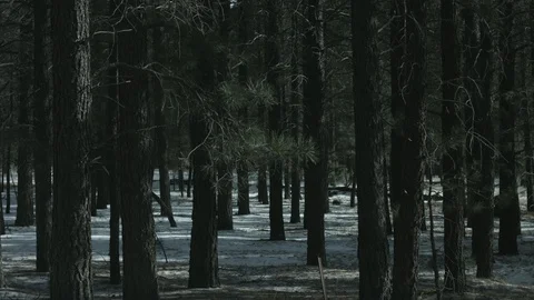 Pine Trees and Snow Stock Footage 87149282
