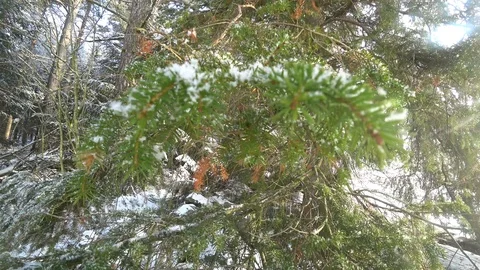 Pine Trees and Snowing in the Forest Stock Footage 86032920
