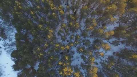 Pine trees and snowy land Stock-Footage 80680112