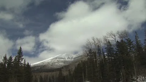 Pine Trees and Snowy Mountains Video stock 19011928