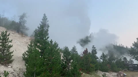 Pine Trees and Steam HD- Stock Footage 179119140