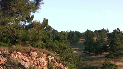 Pine trees and stones Stock Footage 106459024