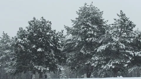Pine trees and strong  blizzard of snow on cold winter day Stock Footage 147132096