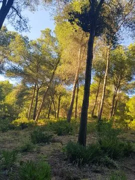 Pine trees and sunlight reflecting on the trees Stock Photos