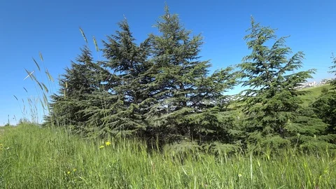 Pine-Trees And Tall Grass Blowing In the Breeze Stock Footage