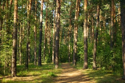 Pine trees and their path lit by warm evening sunlight in a green pine forest Foto stock