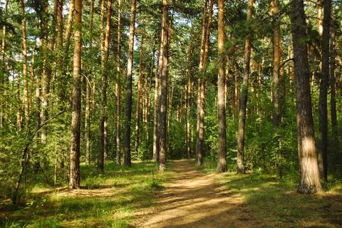 Pine trees and their path lit by warm evening sunlight in a green pine forest Stock Photos