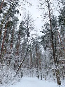 Pine trees and a trail in the forest Stock Photos