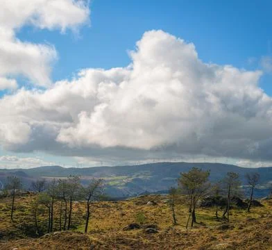 Pine trees and wind turbines under a big cloud in Xistral Stock Photos
