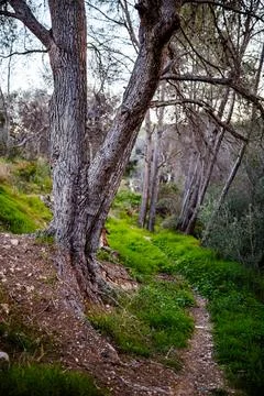 Pine Trees and Winding Path Stock Photos