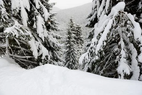 The pine trees are along slopes of Bukovel ski resort, Ukraine Stock Photos