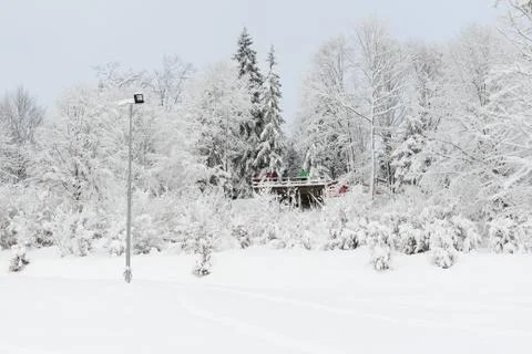 The pine trees are along slopes of Bukovel ski resort, Ukraine Stock Photos