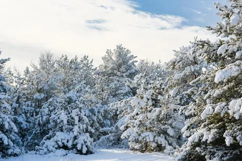 The pine trees are covered with fluffy snow. Stock Photos