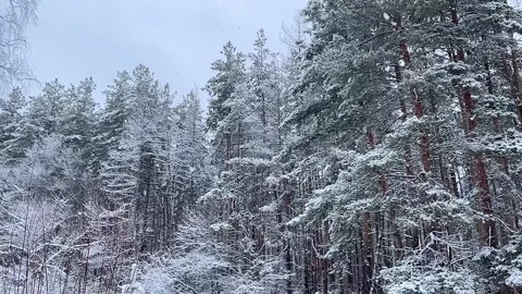 Pine trees that are covered with slowly falling snow. Stock Footage 262216955