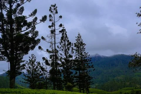 Pine trees are found growing between tea plantations Stock Photos
