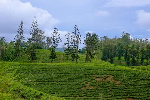 Pine trees are found growing between tea plantations Stock Photos