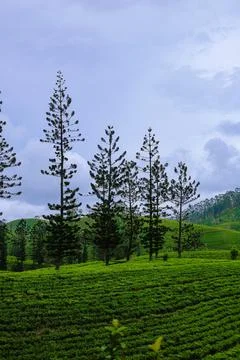 Pine trees are found growing between tea plantations Stock Photos