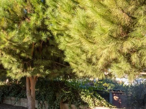 Pine trees are growing in front of an old green house located in a park Stock Photos