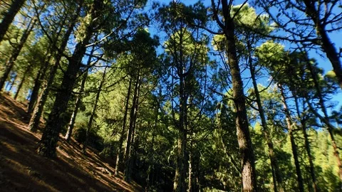 Pine trees ascending Stock Footage 101829896
