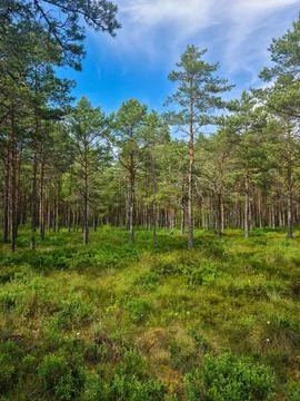 Pine trees in aswamp forest Stock Photos