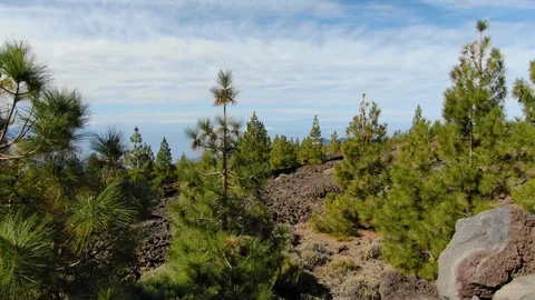 Pine Trees Atlantic Ocean Mount Teide Tenerife Spain Stock Footage 104407322