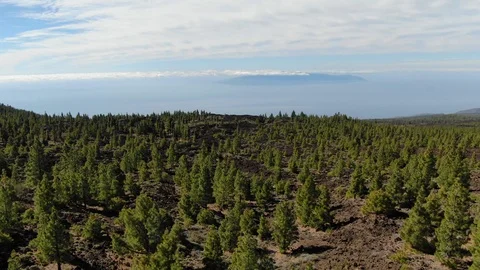 Pine Trees Atlantic Ocean Mount Teide Tenerife Spain Stock Footage 104407403