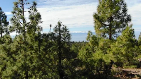 Pine Trees Atlantic Ocean Mount Teide Tenerife Spain Stock Footage 104407406