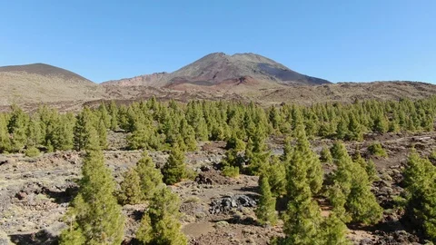 Pine Trees Atlantic Ocean Mount Teide Tenerife Spain Stock Footage 104407446